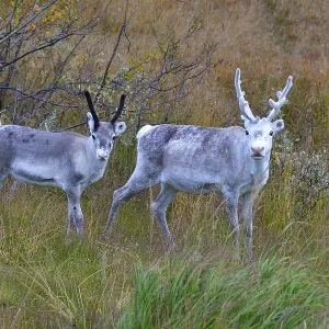 Reindeer in sweden in autumn in the tundra Reindeer in sweden in autumn in the tundra
