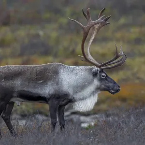 Relaxed, a reindeer bull (Rangifer tarandus) observes his herd Relaxed, a reindeer bull (Rangifer tarandus) observes his herd