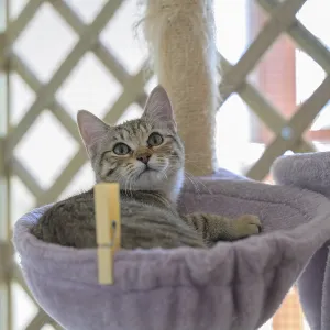 A relaxed tabby cat lying in a hammock A relaxed tabby cat lying in a hammock