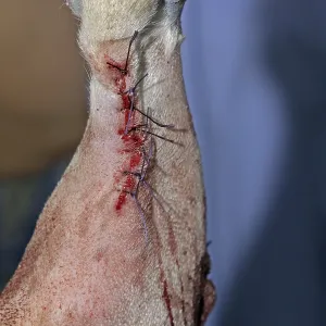 Removal of a skin tumour in a dog Removal of a skin tumour in a dog