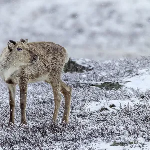 The name Ren, for the reindeer (Rangifer tarandus) originated from Nordic spellings