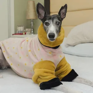 Rescued greyhound dog, pampered with warm clothing Rescued greyhound dog, pampered with warm clothing