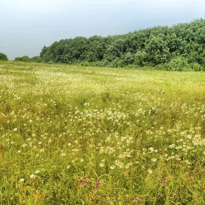 Fleurs dans les montagnes de la Réserve Strizhament.