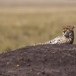 Resting cheetah (Acinonyx jubatus) Resting cheetah (Acinonyx jubatus)