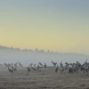 Resting cranes (grus grus) at daybreak
