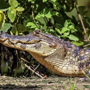 A resting crocodile lies in a green