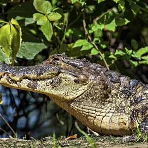 A resting crocodile lies in a green environment surrounded by plants