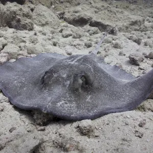A resting stingray, American stingray (Hypanus americanus) A resting stingray, American stingray (Hypanus americanus)