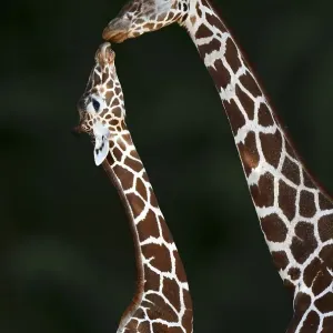 Two Reticulated giraffe (Giraffa camelopardalis reticulata) Two Reticulated giraffe (Giraffa camelopardalis reticulata)