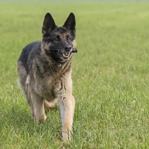 Retrieving German Shepherd Dog