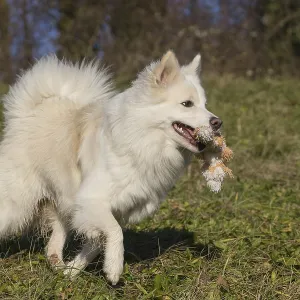 Retrieving Icelandic Hound Retrieving Icelandic Hound
