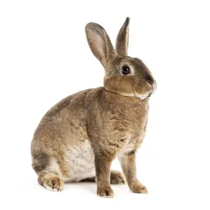 Rex rabbit sitting on white background and looking at the camera Rex rabbit sitting on white background and looking at the camera