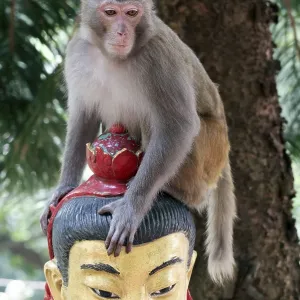 Rhesus monkey (Macaca mulatta) sitting on the head of a Buddha statue Rhesus monkey (Macaca mulatta) sitting on the head of a Buddha statue