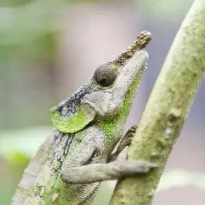 Rhinoceros Chameleon (Furcifer rhinoceratus)