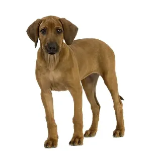 Rhodesian Ridgeback 3-Month-Old Puppy Print Rhodesian Ridgeback 3-Month-Old Puppy Print