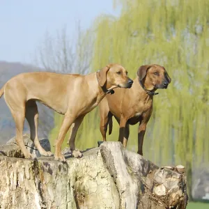 Two Rhodesian Ridgeback, females