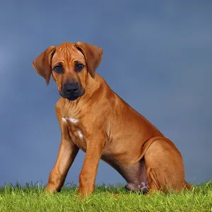Rhodesian Ridgeback Puppy Print - 3 Months Sideways