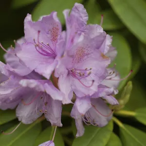 Rhododendron Catawbiense Grandiflorum Print