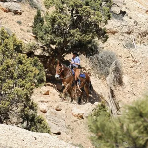 A rider on a horse makes his way through wooded