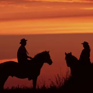 Un jinete en caballos Konik al atardecer.