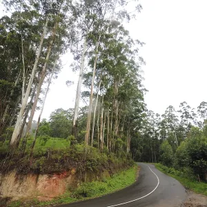 Ring road and trees at, Munnar, Kerala, India