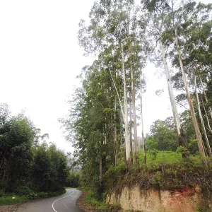 Ring road and trees at, Munnar, Kerala, India