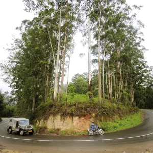 Ring road and trees at, Munnar, Kerala, India