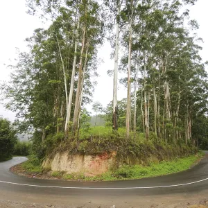 Ring road and trees at, Munnar, Kerala, India