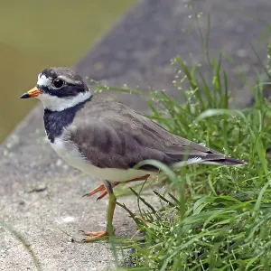 Ringed Plover (Charadrius hiaticula) Ringed Plover (Charadrius hiaticula)