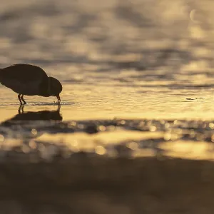 Ringed Plover (Charadrius hiaticula)