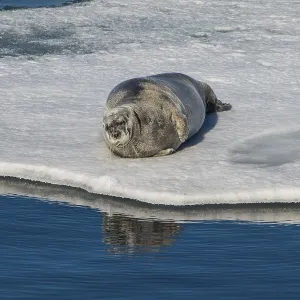 Ringed seal (Pusa hispida) lying on an ice floe Ringed seal (Pusa hispida) lying on an ice floe