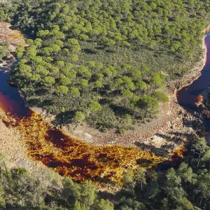 The Rio Tinto (Red river) flowing through a forest of Stone or Umbrella pines (Pinus pinea)