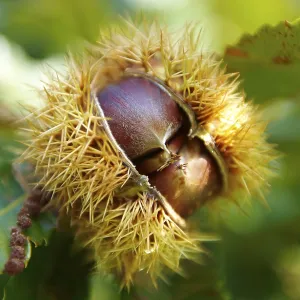 Ripe chestnuts (Castanea sativa)