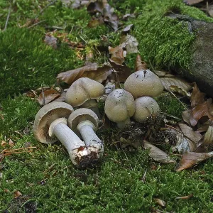 Ripe mushroom (Rozites caperstus) Ripe mushroom (Rozites caperstus)