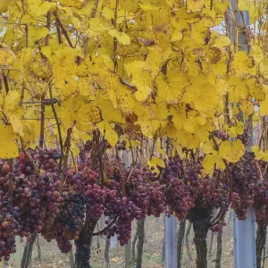 Ripe red grapes, yellow vine leaves
