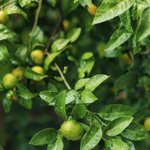 Montenegrin Mandarin Tangerine Tree Print Montenegrin Mandarin Tangerine Tree Print