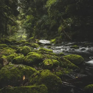 A river flows through a forest with moss-covered rocks and green trees