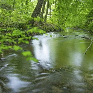 The river Hunte near Barkhausen in the spring-like beech forest The river Hunte near Barkhausen in the spring-like beech forest