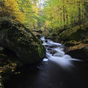 The river Ilse flows through an autumnal forest