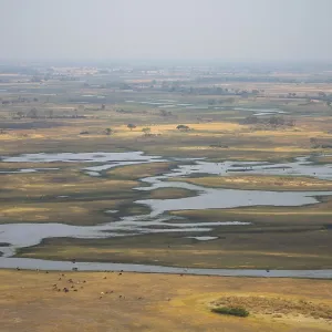 River landscape and grazing herd of cows