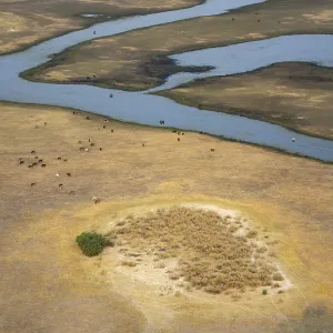 River landscape and grazing herd of cows