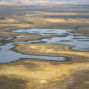 River landscape and grazing herd of cows