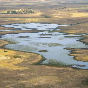 River landscape and grazing herd of cows