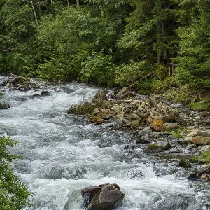 A river meanders through a dense forest with green vegetation A river meanders through a dense forest with green vegetation