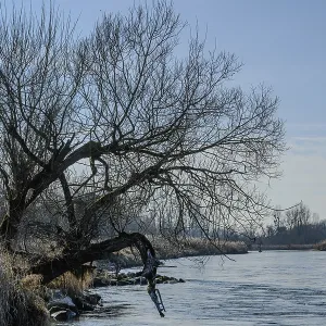 River with prominent tree and hanging branches against a clear sky River with prominent tree and hanging branches against a clear sky