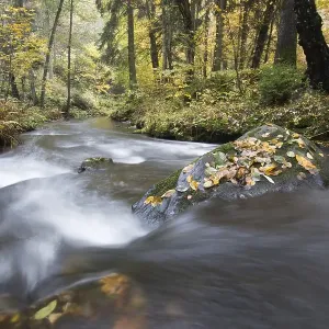 River Selke flowing through autumn forest River Selke flowing through autumn forest