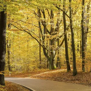 Road through an autumnal deciduous forest near Gross Radisch
