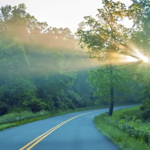 Route traversant une forêt avec des rayons de lumière et des rayons du soleil à travers les arbres verts Route traversant une forêt avec des rayons de lumière et des rayons du soleil à travers les arbres verts
