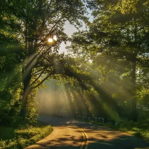 Route traversant une forêt avec des rayons de lumière et des rayons du soleil à travers les arbres verts Route traversant une forêt avec des rayons de lumière et des rayons du soleil à travers les arbres verts