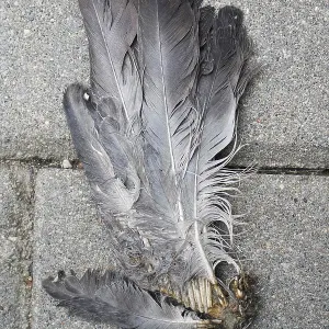 On the road lies the dove wing